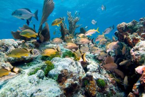 Martin_Molasses-reefKey-largo2_2000x1339